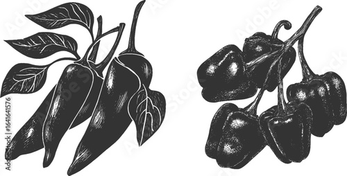Hand drawn vector set of black and white beans  of a set of cocoa beans are presented in a hand-drawn style, with black and white cocoa beans isolated on a white background