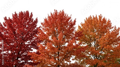 Fall landscape featuring br...