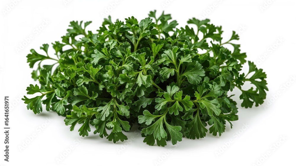 Obraz premium Isolated fresh parsley leaves on a white backdrop