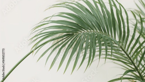 Single palm leaf displayed ...