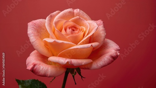 Detailed View of a Colorful...