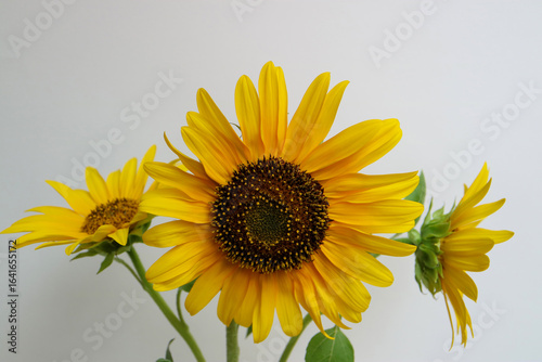 Common And Wild Sunflowers