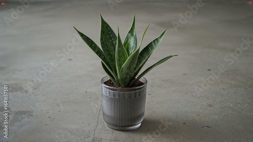 Potted Sansevieria trifasci...