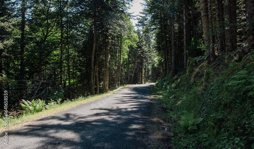 Route de montagne en forêt 
