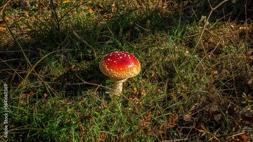 Scarlet Toadstool Growing i...