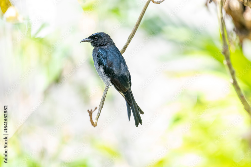 A White-bellied Drongo perches gracefully on a slender branch, its sleek black-blue plumage contrasting with the soft white belly. Sunlight filters through lush greenery in the blurred background. A White-bellied Drongo perches gracefully on a slender branch, its sleek black-blue plumage contrasting with the soft white belly. Sunlight filters through lush greenery in the blurred background.