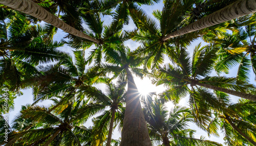 Looking Up at a Canopy of Lush Palm Trees with Sunlight Filtering Through Leaves