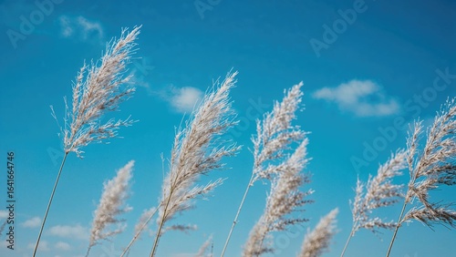 Simple wild grasses beneath...