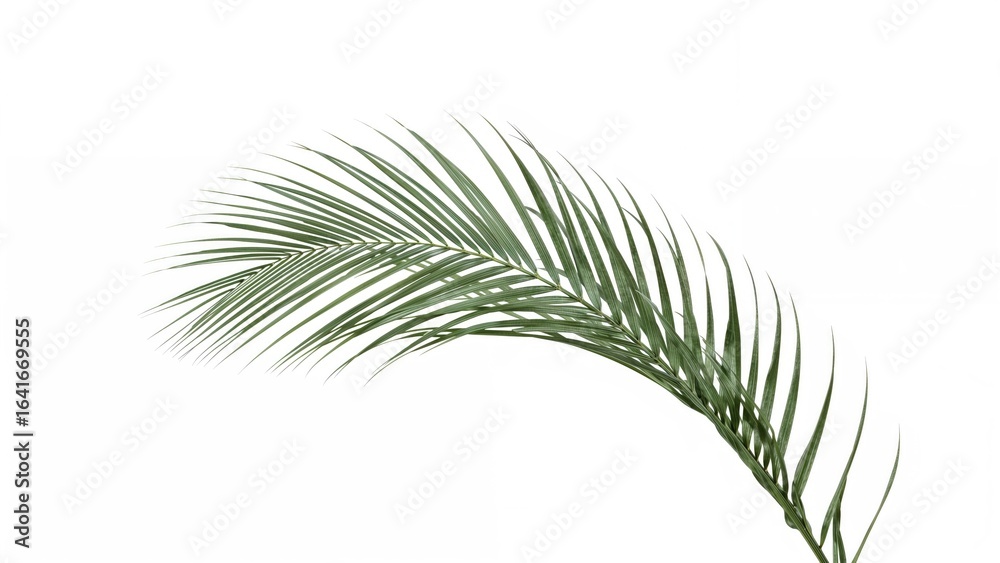 Obraz premium White background featuring single palm leaves