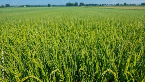 Aerial view of vibrant gree...
