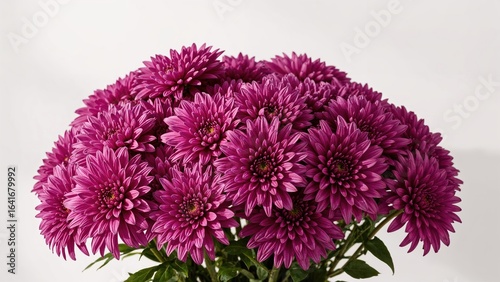 Bouquet of violet chrysanth...
