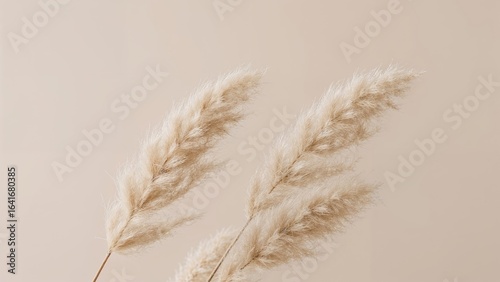 Close-up of pampas grass wi...