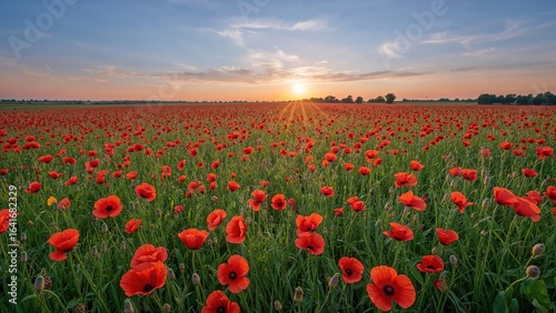 Broad view of a poppy-cover...