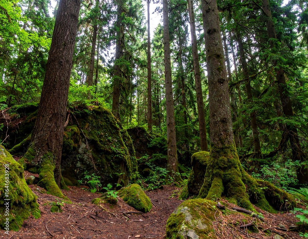 Fototapeta premium Lush forest path with mossy rocks