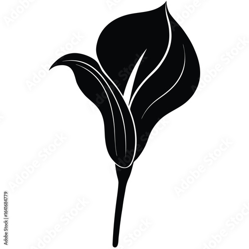 Florist element isolated calla lily on white background 