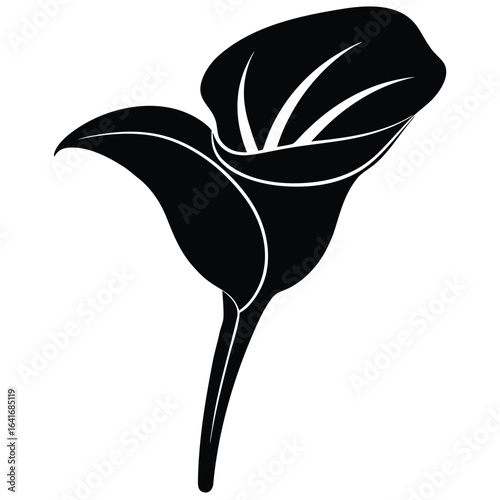 Florist element isolated calla lily on white background 