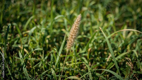 Flowering sedge in a meadow