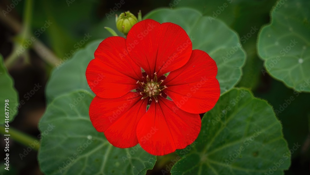 Lush green garden plants showcasing striking red floral petals Lush green garden plants showcasing striking red floral petals