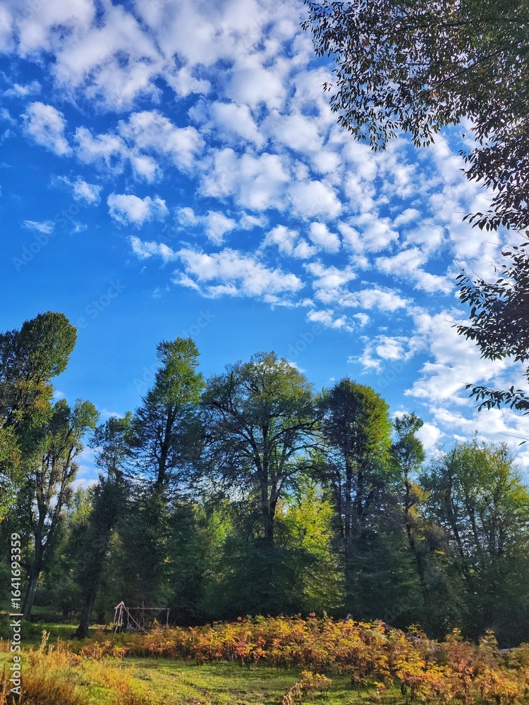 Fototapeta premium trees and sky