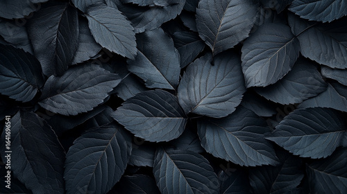 A textured close-up of a pile of dark, almost black leaves, creating a mysterious and elegant background.