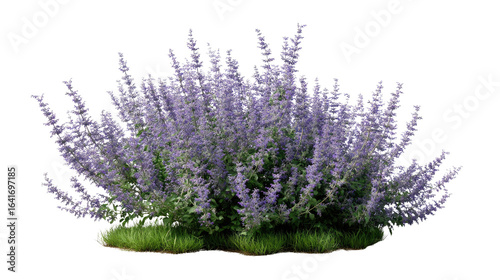 Russian Sage Beauty: A vibrant close-up of the Russian Sage plant, its delicate, lavender-blue flowers in full bloom creating a stunning display of natural elegance and visual appeal.