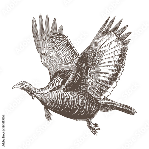 Flying wild turkey sketch vector.