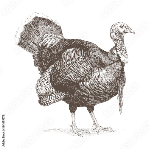 Male Wild Turkey Standing Still Engraving Vector.