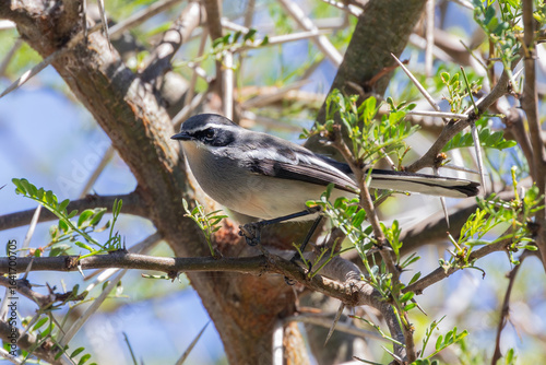 Fairy Flycatcher (Stenostira scita) in tree in Acacia woodland,  Karoo National Park, Western Cape, South Africa