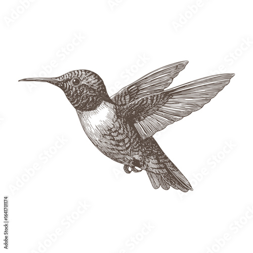Hummingbird in flight hand-drawn sketch vector.