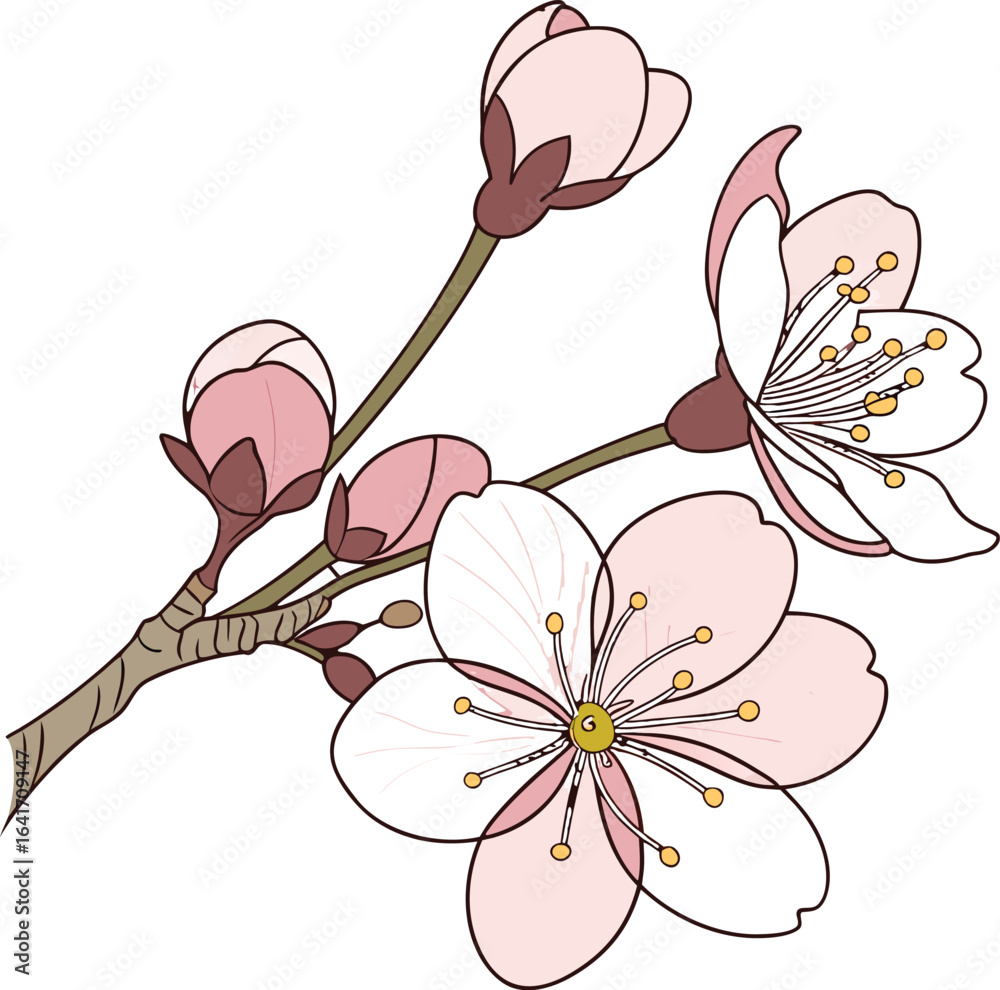 Obraz premium Elegant single cherry blossom flower illustration with delicate petals and subtle color variations perfect for spring themes and natural beauty designs