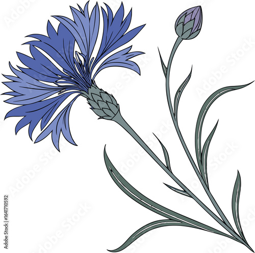 A single vibrant blue cornflower illustration presented in a clean crisp vector format perfect for botanical or agricultural designs