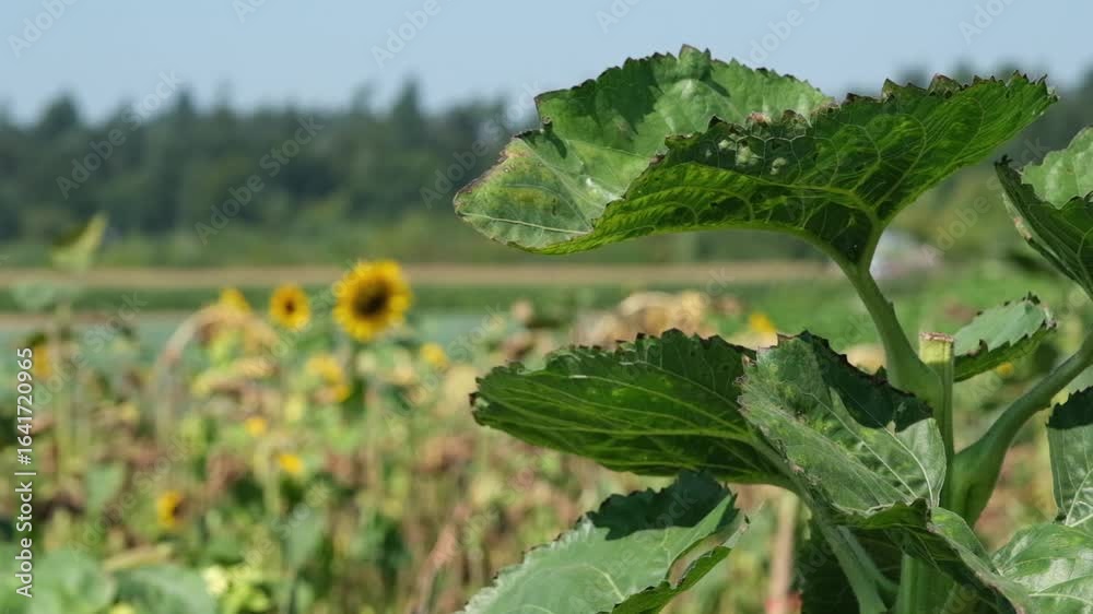 Pflanzen Hintergrund Video mit großen grünen Blättern wo sich langsam im Wind bewegen auf der rechten Seite und einem unscharfen landwirtschaftlichen Landschaft Hintergrund auf der rechten Seite Pflanzen Hintergrund Video mit großen grünen Blättern wo sich langsam im Wind bewegen auf der rechten Seite und einem unscharfen landwirtschaftlichen Landschaft Hintergrund auf der rechten Seite