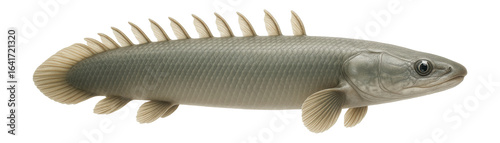 Polypterus senegalus with elongated body and distinct dorsal finlets