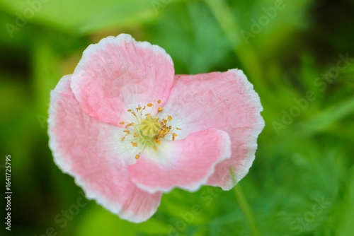 pink and white poppy flower 