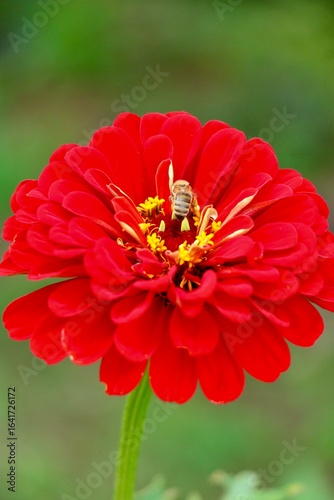 bee on red flower