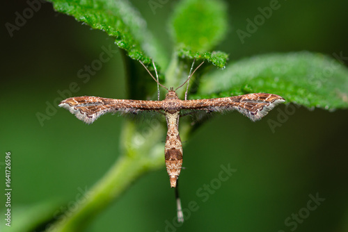 Lantana Plume Moth on Lantana flower, Lantanophaga Pusillidactylus