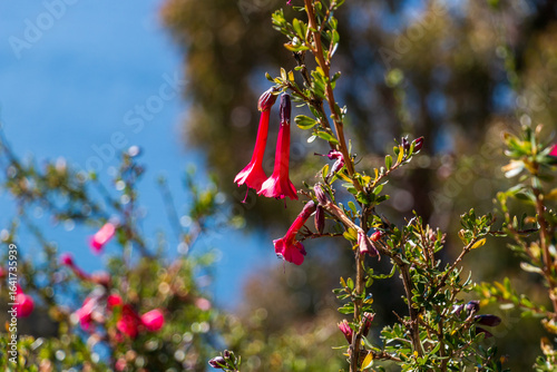 peru's national flower cantuta