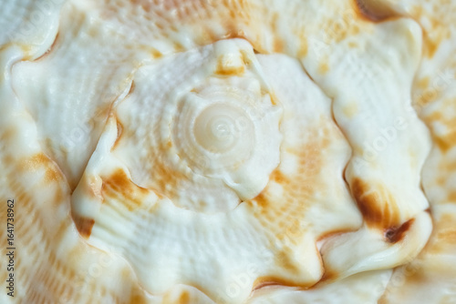 Macro photograph of a spiral-shaped sea shell with intricate natural ridges and warm beige-orange tones. Close-up of spiral sea shell texture with natural pattern