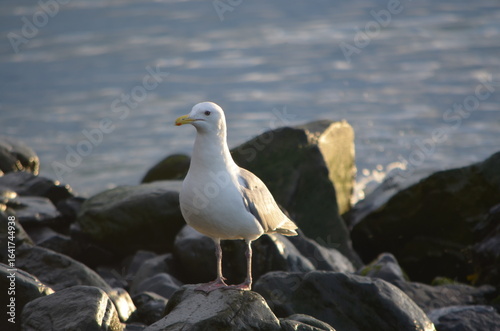 Seagull