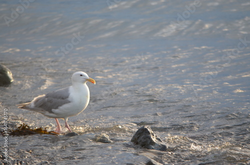 Seagull