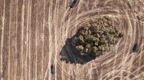A solitary tree in a burned field with charred bales. Aerial view
