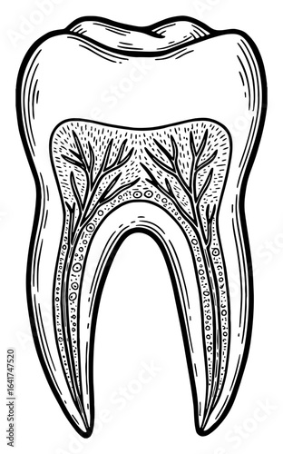Detailed Human Tooth Cross Section with Root Black and White Outline Line Art Drawing Vintage Engraving