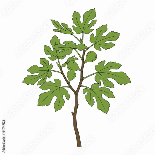 Botanical illustration of a fig plant with fresh green leaves and ripening figs, isolated on a white background, ideal for health, food, or nature themes.