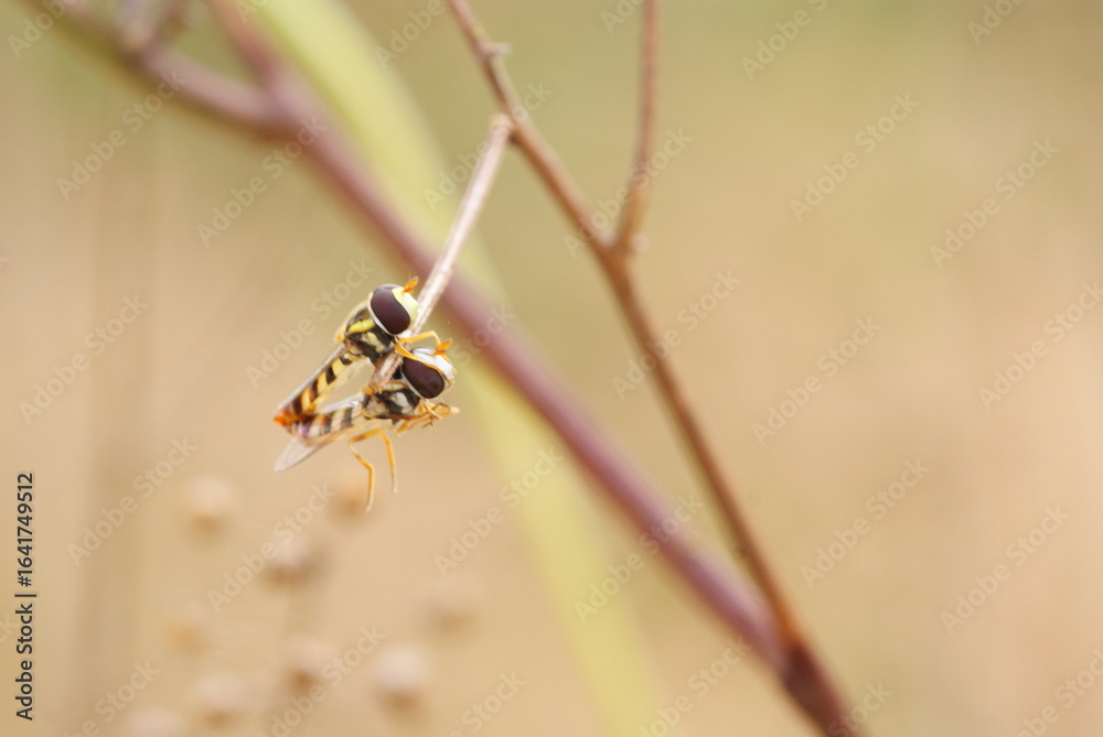 Fototapeta premium Close-up macro shot of two mating hoverflies perched on a dry twig, showcasing vivid yellow-black patterns and delicate transparent wings in natural light.