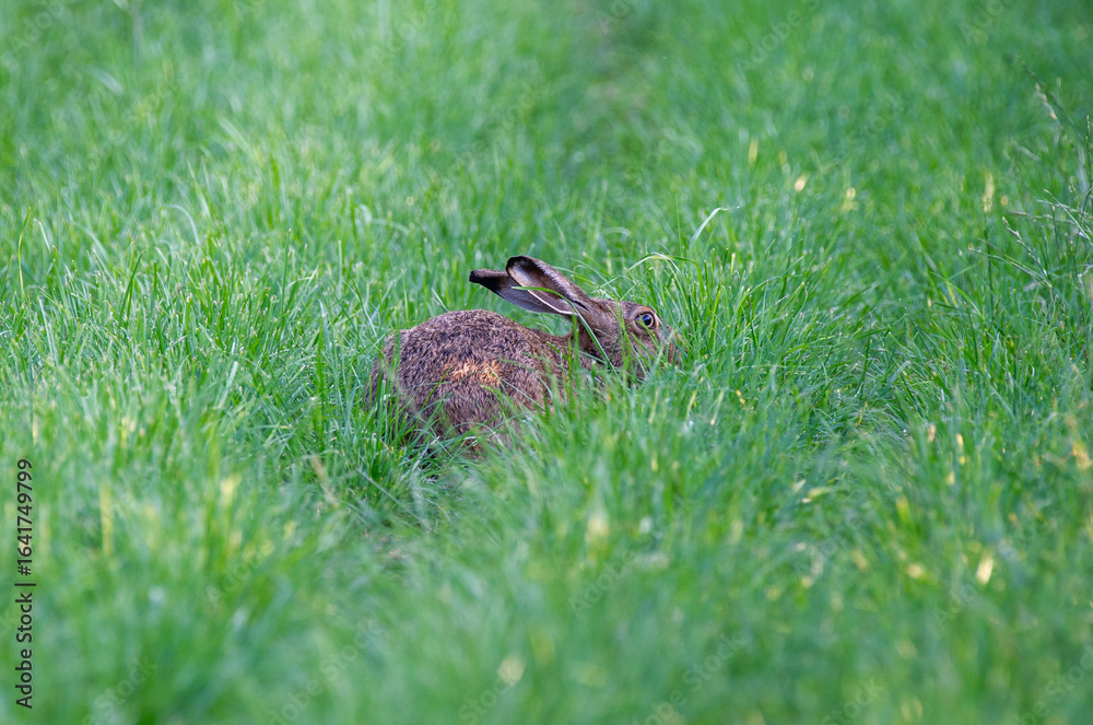 Fototapeta premium An european hare peeks through tall green grass, alert and camouflaged in its natural habitat.