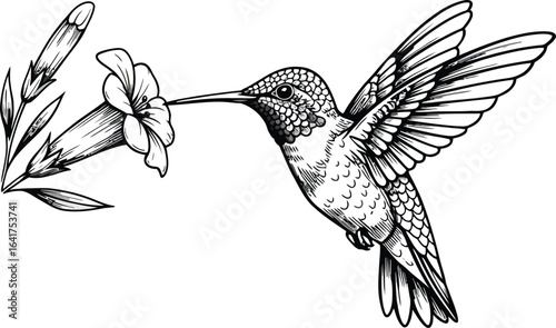 Elegant hummingbird feeding on beautiful flower nectar in a striking monochromatic drawing style