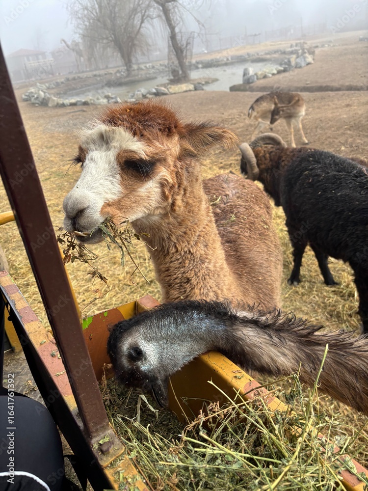 Fototapeta premium camel in the desert