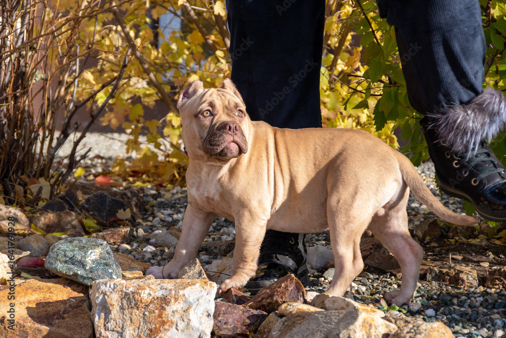 Fototapeta premium Portrait of an American Bully puppy sitting next to the owner, breeder, handler. Autumn walk with a dog on the street. Dog obedience training.