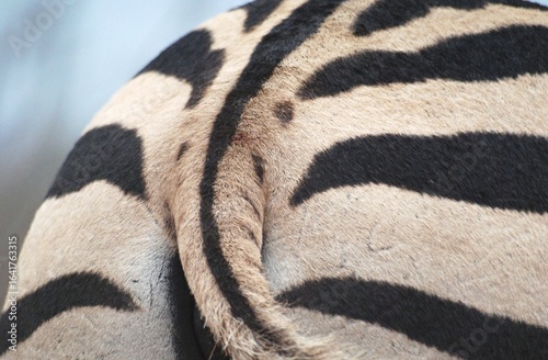 Obraz na plátně Primo piano di zebra, coda e strisce bianche e nere.