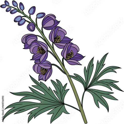 vector illustration of aconitum napellus